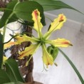 Sparkling Stripe Gloriosa (Pragtlilje)